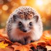 Hedgehog Wallpapers biểu tượng
