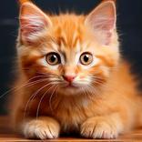 子猫の壁紙