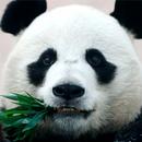 APK Sfondi di panda