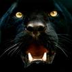 Panther Wallpapers biểu tượng