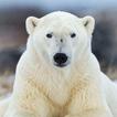 Fonds d'écran ours polaire icône