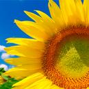 APK Summer Wallpapers