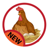 Laying chickens APK
