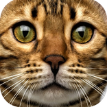Cat Sounds