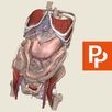 Primal's 3D Abdomen APK