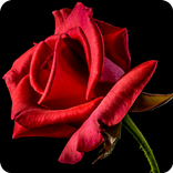 Roses gif