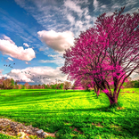Primavera Fondo Animado