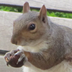 Link Manager Squirrel APK