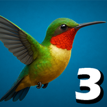 The Bird Game 3
