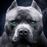 Pitbull Wallpapers