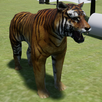 Happy Tiger Simulator APK