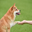 Dog Behavior Trainer APK