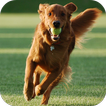 Dog Training ikon