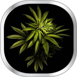 Marijuana Sfondi Animati