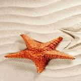 Bintang Laut Wallpaper AA APK