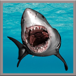 Great White Shark Live Wallpaer