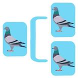 ”Mypedigre
