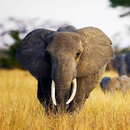 Tribal Elephant Lock Screen APK