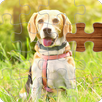 Magic Jigsaw Puzzle APK