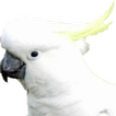 Impressions icon