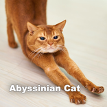 abyssinian cats wallpaper