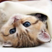 Kittens live wallpaper APK