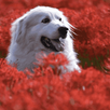 Dogs wallpaper HD APK