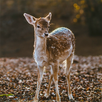 Game Camera Pro2 APK