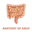 Anatomy of Anus APK