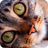 Cat purr therapy jigsaw puzzle