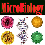 Basic Microbiology