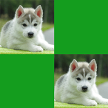 Juego de Memoria con Animales