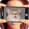 What cat am I? APK
