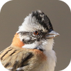 Bird songs of TicoTico APK