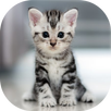 Kitten meow cat sounds APK