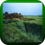 Fen