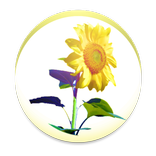 ”Sunflower - Weather map