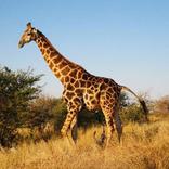 giraffe sounds
