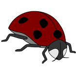 Bug Coloring Book