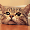 Cat sounds APK