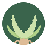 Aloe Bud
