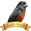 Canto do Curió Praia Grande APK