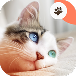 Meoow: Suara Kucing