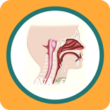 استئصال الحنجرة-Laryngectomie