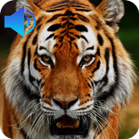 Animal Sounds
