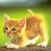 Kitten Meow Meow Ringtones APK