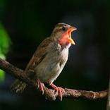 Claim goldfinch