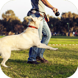 Hund spielen