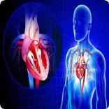 Human Anatomy