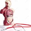 All Anatomy Mnemonic APK